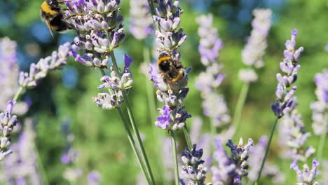Bumblebees-on-lavender-flower-in-summer-with-green-and-blue-background