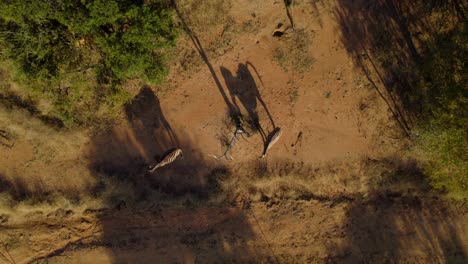 Wild-Zebras-Shadows-On-African-Bush-Savanna-Dirt-At-Sunset,-Aerial