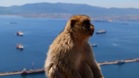 Nahaufnahme-Eines-Berberaffen,-Der-Auf-Dem-Oberen-Felsen-Des-Naturschutzgebiets-Von-Gibraltar-Sitzt,-Mit-Meereslandschaft-Im-Hintergrund