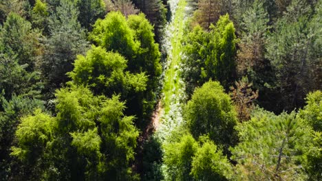 Drone-aerial-flight-over-a-pathway-covered-with-bushes-in-remote-forest-with-lush-green-vegetation-in-Norfolk,-UK-on-a-bright-sunny-day