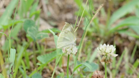 Artogeia-Rapae-Schmetterling-Ernährt-Sich-Von-Weißem-Klee,-Nahaufnahme-In-Zeitlupe