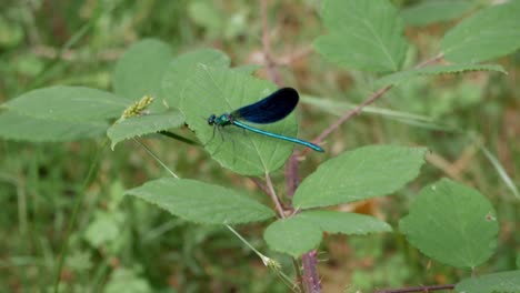 Iridescent-metallic-blue-Damselfly-perched-on-a-leave-in-forest