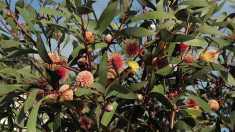 Hakea-Laurina-Nadelkissenpflanze-Baum-Weitwinkelaufnahme,-Sonniger-Tag-Maffra,-Victoria,-Australien