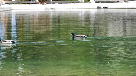 Two-ducks-in-the-middle-of-lake-Jasna-in-Slovenia
