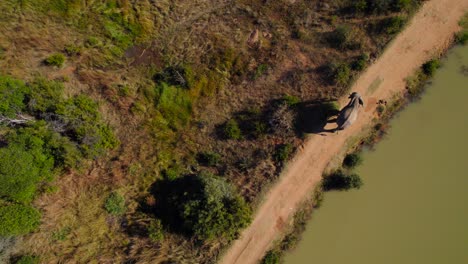 Luftaufnahme-Eines-Einsamen-Afrikanischen-Wildelefanten,-Der-Bei-Sonnenuntergang-Friedlich-Am-Ufer-Des-Teiches-Spaziert