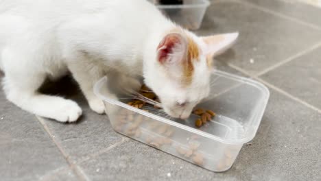 Mascotas-Domésticas-Gatos-Comiendo-Juntos