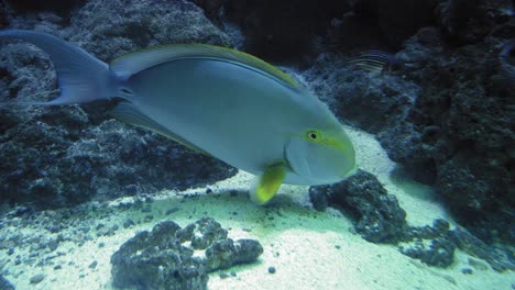 Yellowfin-Surgeonfish-Swimming-Inside-The-Aquarium-Tank