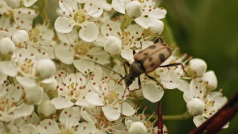 Escarabajo-Judolia-Sobre-Un-Hermoso-Arbusto-De-Flores-De-Espino-De-Fuego