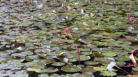Aquatic-australian-water-dragon,-intellagama-lesueurii-rapidly-swim-across-the-pond-full-of-lily-pads-at-Brisbane-botanical-garden,-Australia