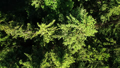 Top-down-shot-of-green-pine-tree-tops-swaying-in-the-wind
