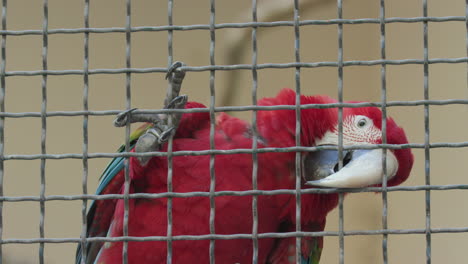 A-scarlet-macaw-biting-on-the-fence-of-its-enclosure-at-a-zoo