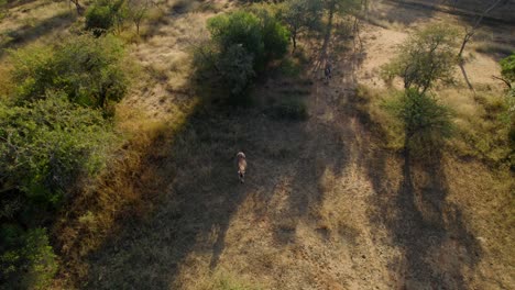 Aerial-shot-of-a-lonely-zebra-in-the-wild-savannah-of-Africa