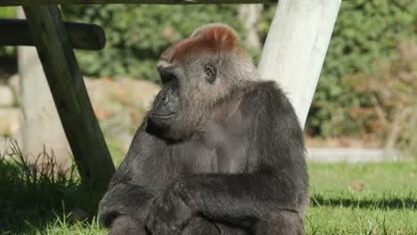 A-gorilla-sitting-in-an-enclosure-at-a-zoo