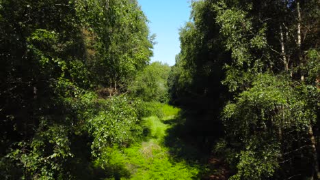 Aufnahme-Eines-Leeren-Raums-Zwischen-Dichten-Grünen-Waldbäumen-Im-Sommerwald-In-Norfolk,-Großbritannien,-Tagsüber