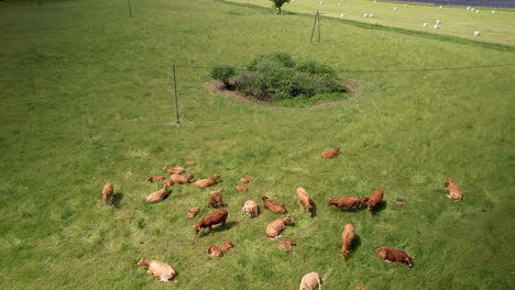 4K-drone-footage-of-a-herd-of-cows-relaxing-on-a-green-farm-field