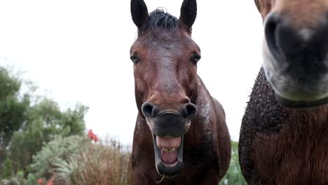 Lustiges-Pferd,-Das-Mehrmals-Gähnt-Und-Zähne-Und-Zunge-Zeigt,-Die-Im-Regen-Stehen