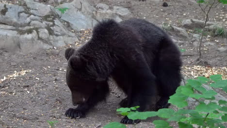 Young-European-brown-bear-scratching-his-butt-while-eating