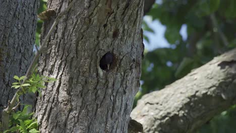 European-Starling-Flying-Out-Of-A-Tree-Nest-Cavity,-Wild-Bird-Behaviour