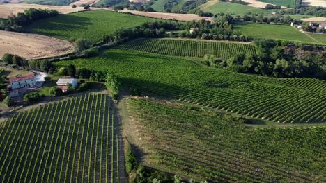 Flug-über-Die-Italienischen-Weinrebenlinien-Auf-Dem-Land