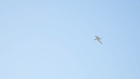 Seagull-Flying-Against-The-Blue-Sky-At-Daytime