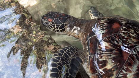 Slow-motion-clip-of-a-sea-turtle-swimming-near-the-shore,-searching-for-food