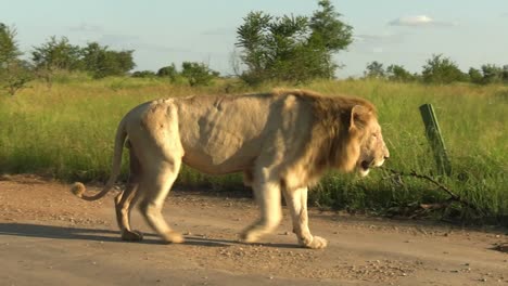 An-old-and-powerful-white-lion-walks-along-a-dirt-road-in-the-midday-sun
