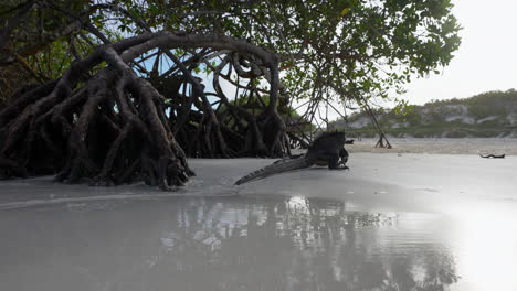 Close-Up-View-Of-Lone-Marine-Iguana-Walking-Away-On-Beach-Beside-Mangrove-Tree-Roots-In-The-Galapagos