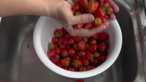 Hands-rinse-fresh-ripe-strawberries-under-running-water-in-kitchen-sink,-pour-into-colander