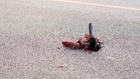 Close-up-of-the-corpse-of-a-chicken-dies-from-a-car-crash-on-the-road