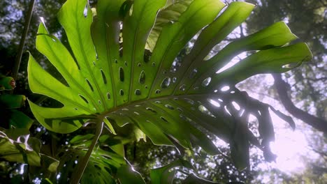 large-leaf-of-Philodendron-plant,-aka-Lacy-tree,-Split-leaf-or-Selloum,-in-a-tropical-forest