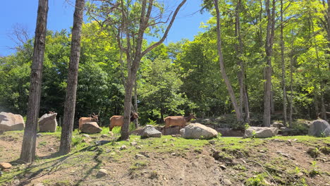 Group-of-deers-at-the-zoo-safari-park-bluesky-day