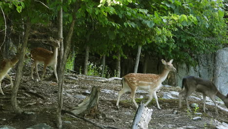 A-parcel-of-small-deer-walking-through-a-forest-then-pause-listening-for-danger