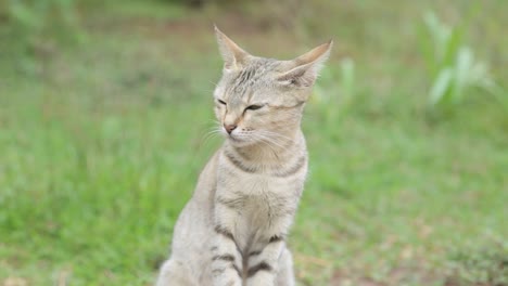 Close-up-gimbal-shot-of-sitting-tabby-cat-looking-at-rural-landscape