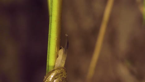 Snail-slowly-meanders-up-a-green-stem,-blurred-jungle-background