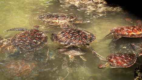 Multiple-sea-turtles-swimming-in-the-pond
