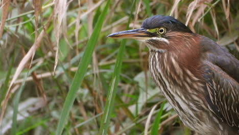 A-Green-Heron-amongst-the-greenery-at-the-waters-edge-briefly-raises-its-crest