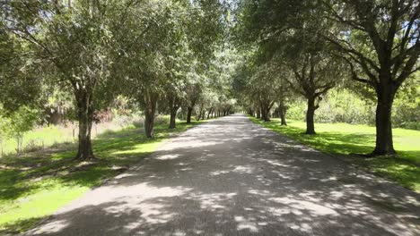 Forward-flight-down-a-long-tree-lined-driveway-in-southern-Florida