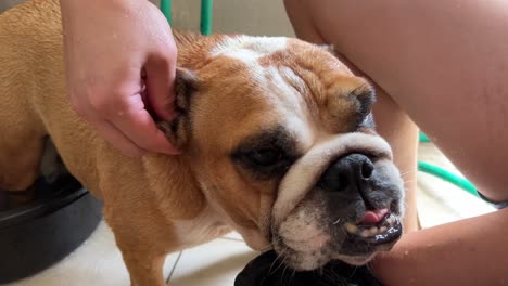 Wrinkly-and-beefy-English-bulldog-having-its-ear-clean-by-a-human,-close-up-grooming-health-and-hygiene-shot