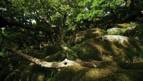 Pan-close-up-boulders-are-strewn-across-the-Wistman's-woods-floor,-Dartmoor,-Devon,-England