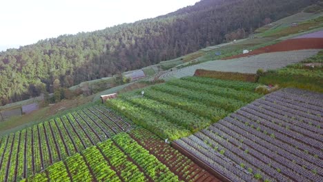 Aerial-birds-eye-shot-showing-asian-farm-worker-harvesting-seed-on-Vegetable-Plantation-on-the-slope-of-mountain