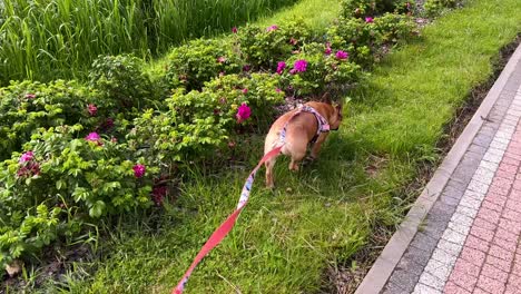 A-Purebred-French-Bulldog-On-Leash-Walking-On-The-Grassy-Sidewalk-During-The-Day