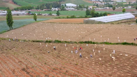 Aerial-forward-view-over-people-working-at-harvest-in-Constanza-farm,-Dominican-Republic