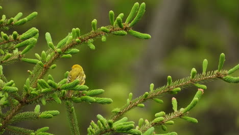 Tiny-female-yellow-warbler-songbird-perched-on-green-pine-forest-branches-wilderness