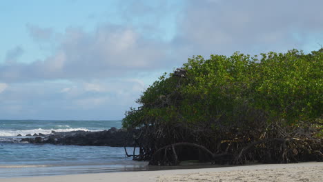 Galapagos-Braunpelikan-Fliegt-Zur-Landung-Auf-Mangrovenbäumen-Am-Strand-Der-Tortuga-Bay-Auf-Den-Galapagos-Inseln