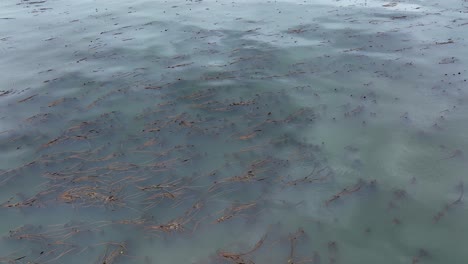 Drone-view-of-a-kelp-forest-in-the-Pacific-North-West