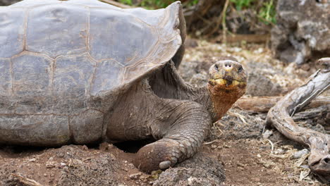 Riesige-Galapagos-Schildkröte-Senkt-Den-Kopf-Auf-Den-Boden-In-Der-Charles-Darwin-Forschungsstation-Auf-Der-Insel-Santa-Cruz