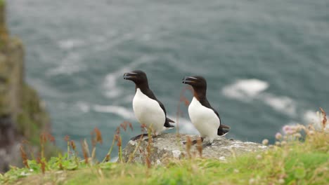 A-pair-of-alert-razorbills-sit-on-the-edge-of-a-thrift-covered-cliff-with-each-other-looking-around-a-seabird-colony-with-turquoise-water-in-the-background-on-Handa-Island,-Scotland