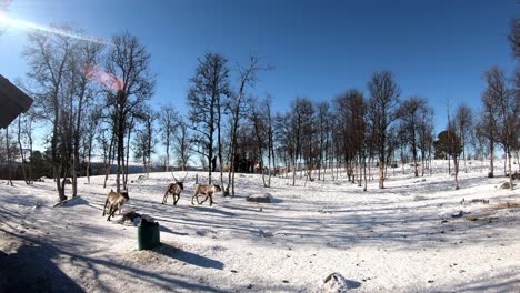 Happy-reindeers-running-around-at-sunny-winter-day-in-Langedrag-nature-park-Norway---Static-clip-with-people-feeding-reindeers-inside-forest-in-background