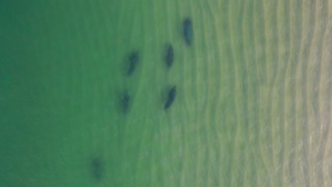 über-Einer-Gruppe-Von-Sechs-Robben,-Die-Durch-Das-Klare-Wasser-Entlang-Der-Küste-Schwimmen