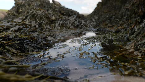 A-shallow-depth-of-field-looks-out-over-a-small,-still-reflective-rock-pool-of-seawater-with-bladder-wrak-seaweed-in-the-foreground-in-summer